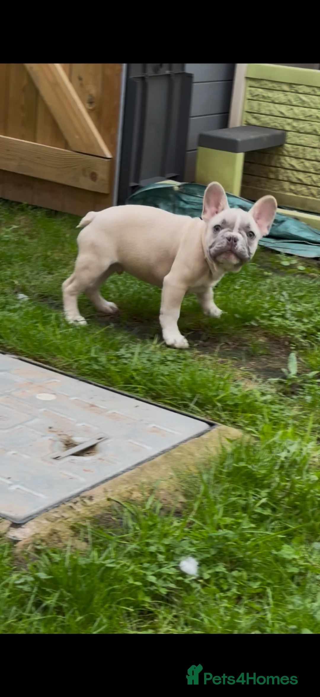 French Bulldog dogs for sale: *** STUNNING FULL PEDIGREE FRENCH BULLDOG PUPPY ** - Advert 1