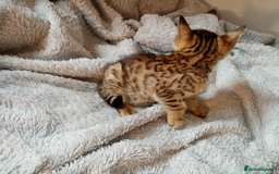 Mixed Breed cats for sale: Lovely Ginger and Rosetted Kittens - Image 6