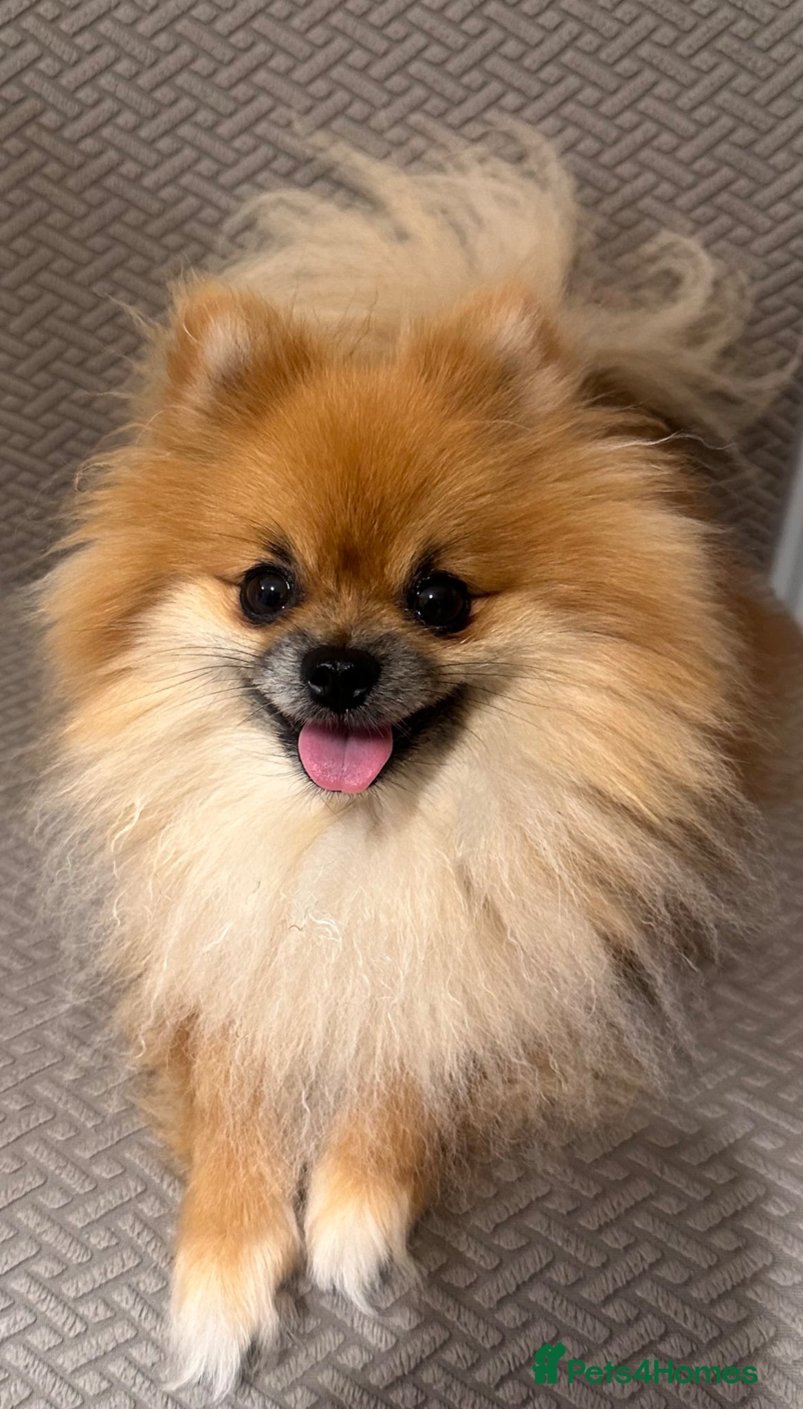 Pomeranian dogs Tiny Teddy Bear Pomeranian Boys KC Lines - Advert 2