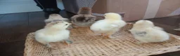 Chickens poultry for sale: 4 weeks old Brahma chicks,  7 weeks old chicks - Advert 8