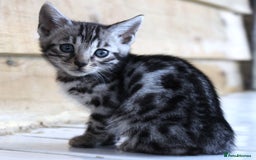 Bengal cats for sale: 2 CUTE SILVER FEMALE BENGAL KITTENS (TICA REG) - Image 6