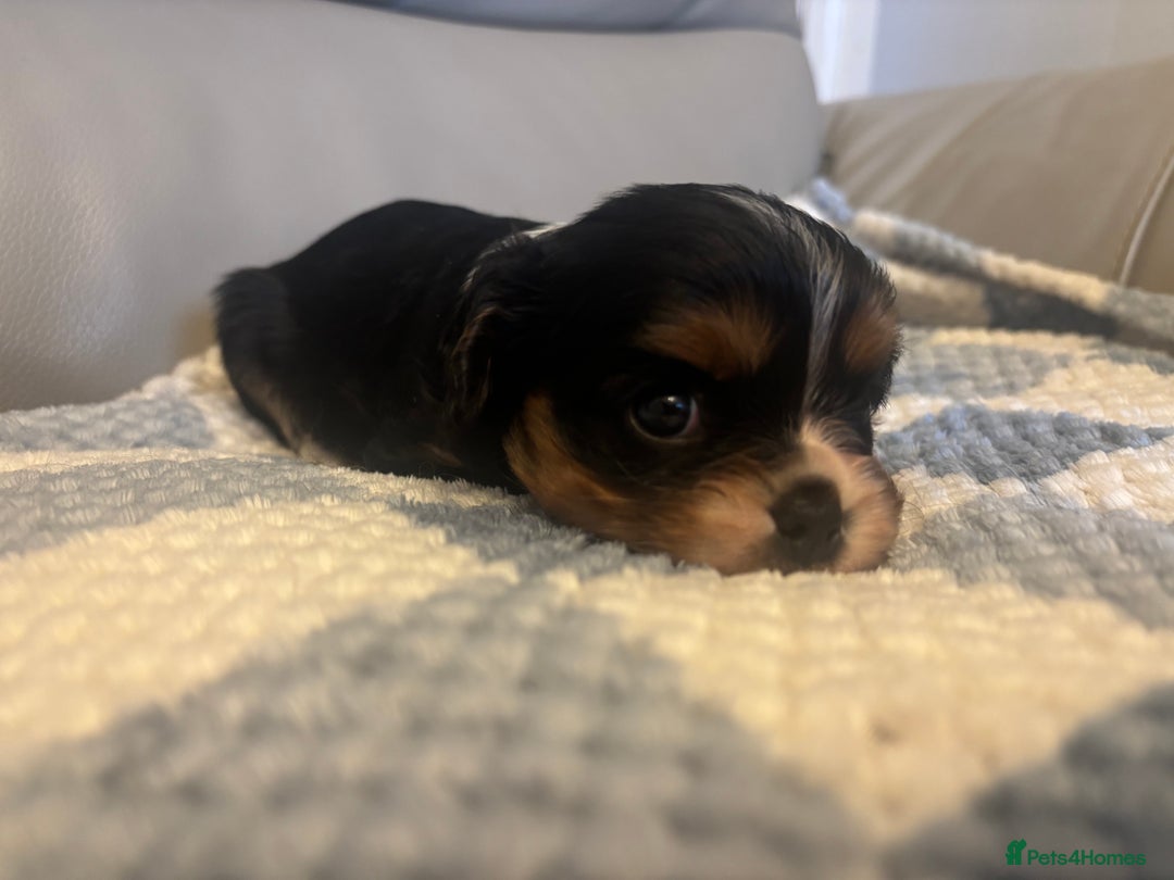 Cavalier King Charles Spaniel dogs for sale: Two beautiful kc boys  - Advert 20