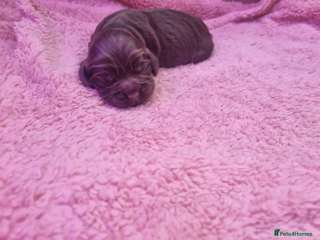 Cocker Spaniel dogs for sale: Stunning show cocker spaniel puppy’s  - Advert 5
