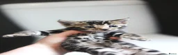 Bengal cats for sale: Unique Line Bengals Expected  - Advert 4