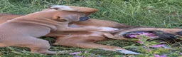 Mixed Breed dogs for sale: 4 left from 8 - Advert 13