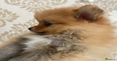 Pomeranian dogs - Advert 14