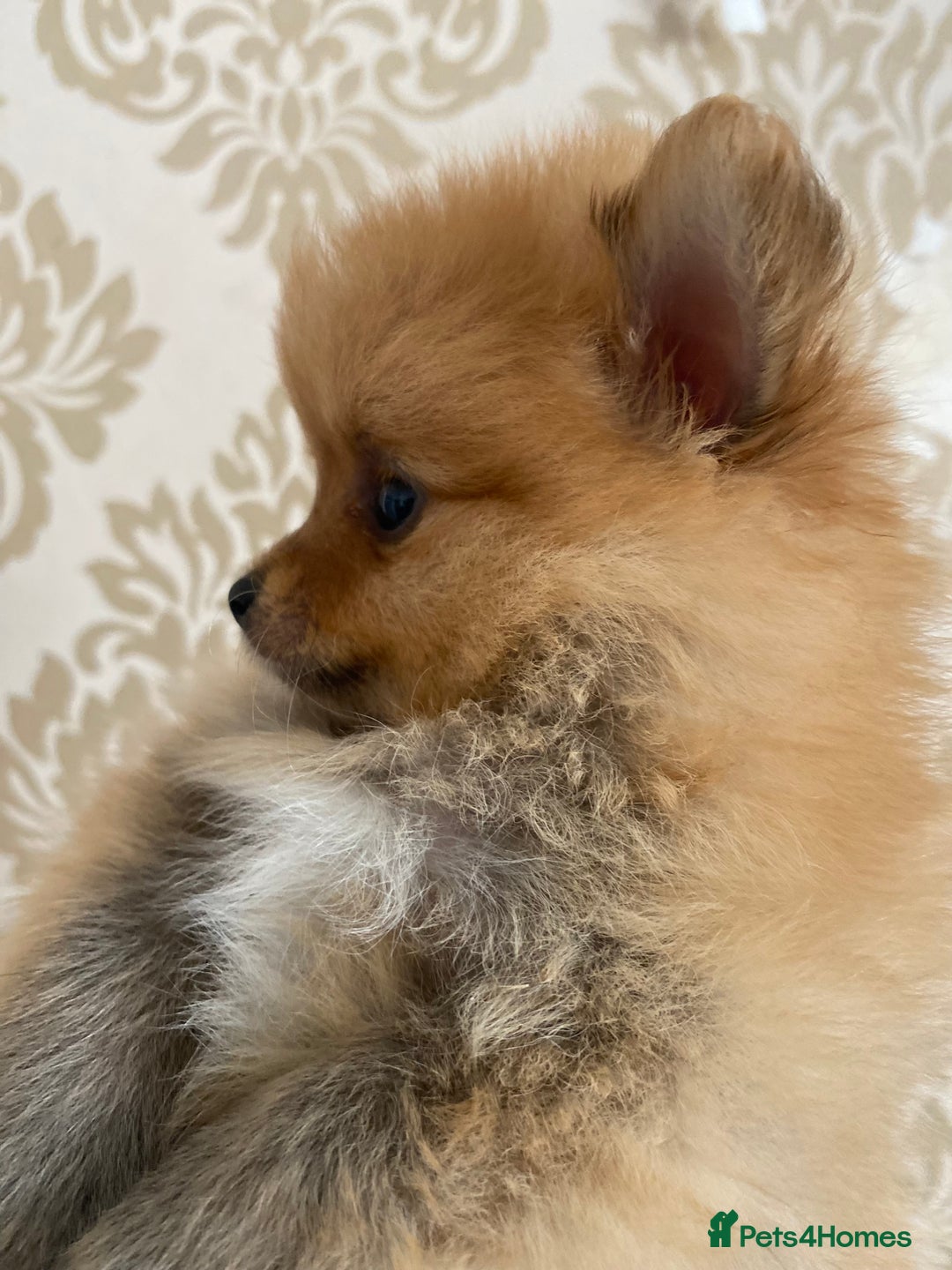 Pomeranian dogs for sale: Beautiful Russian bloodline Pomeranian puppies - Image 2