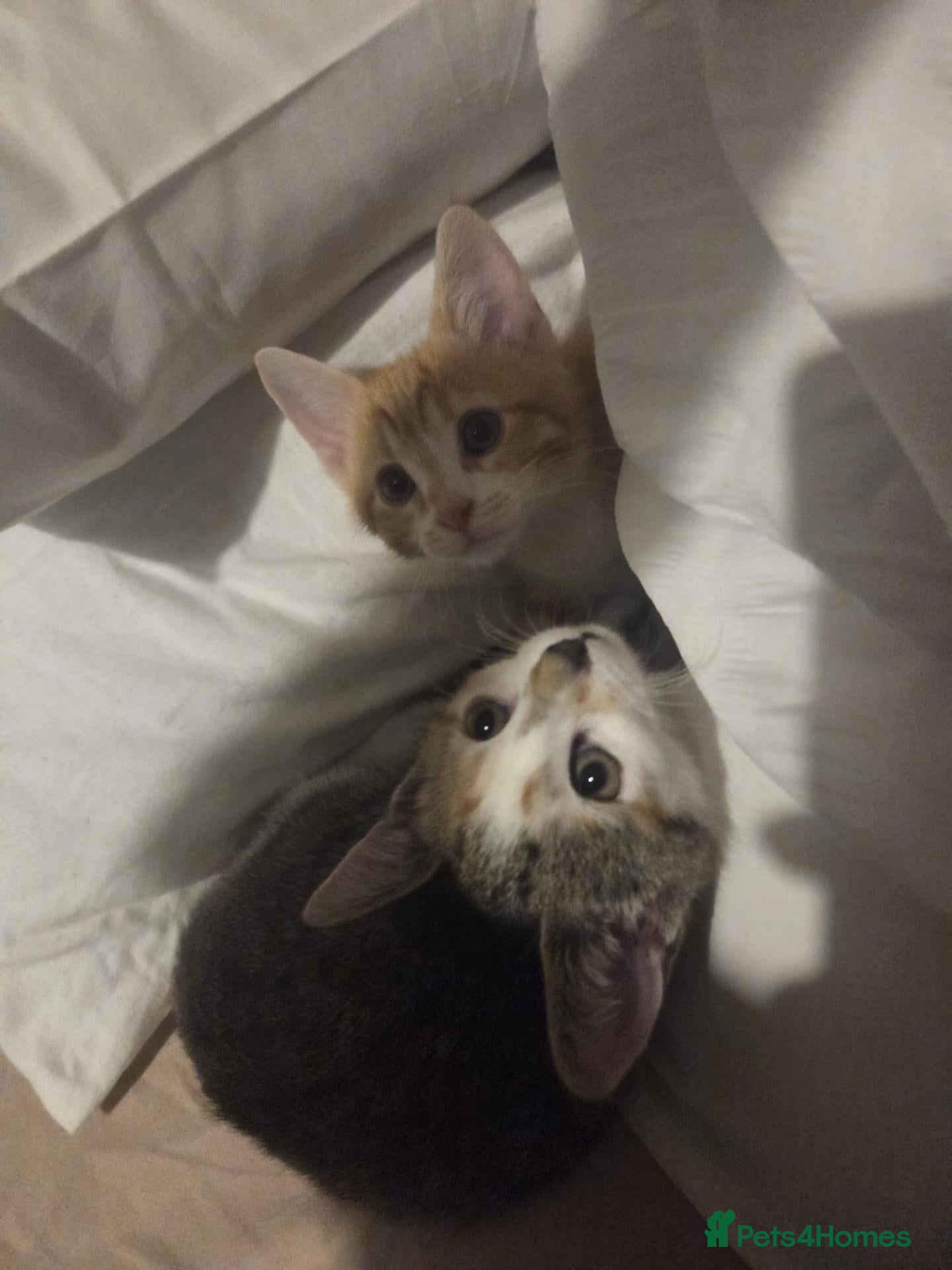 Mixed Breed cats Two kittens 10 weeks old - Advert 8