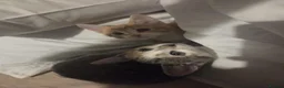 Mixed Breed cats for sale: Two kittens 10 weeks old in Telford - Advert 1