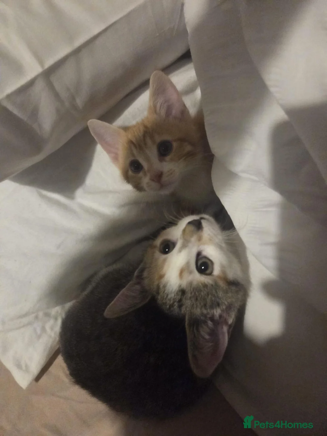 Mixed Breed cats for sale: Two kittens 10 weeks old in Telford - Advert 1