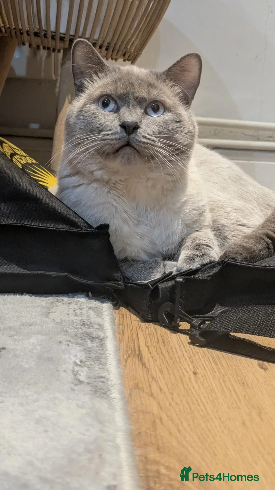 British Shorthair cats for sale: Rare colours British Kittens, ready soon.  - Advert 22