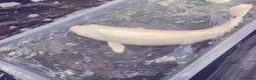 Koi Carp fish for sale: Koi carp  in Welwyn - Advert 12