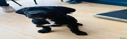 Cane Corso dogs for sale: Cane Corso Puppy - Advert 8