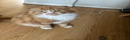 Scottish Fold cats for sale: Scottish fold longhair  - Advert 7
