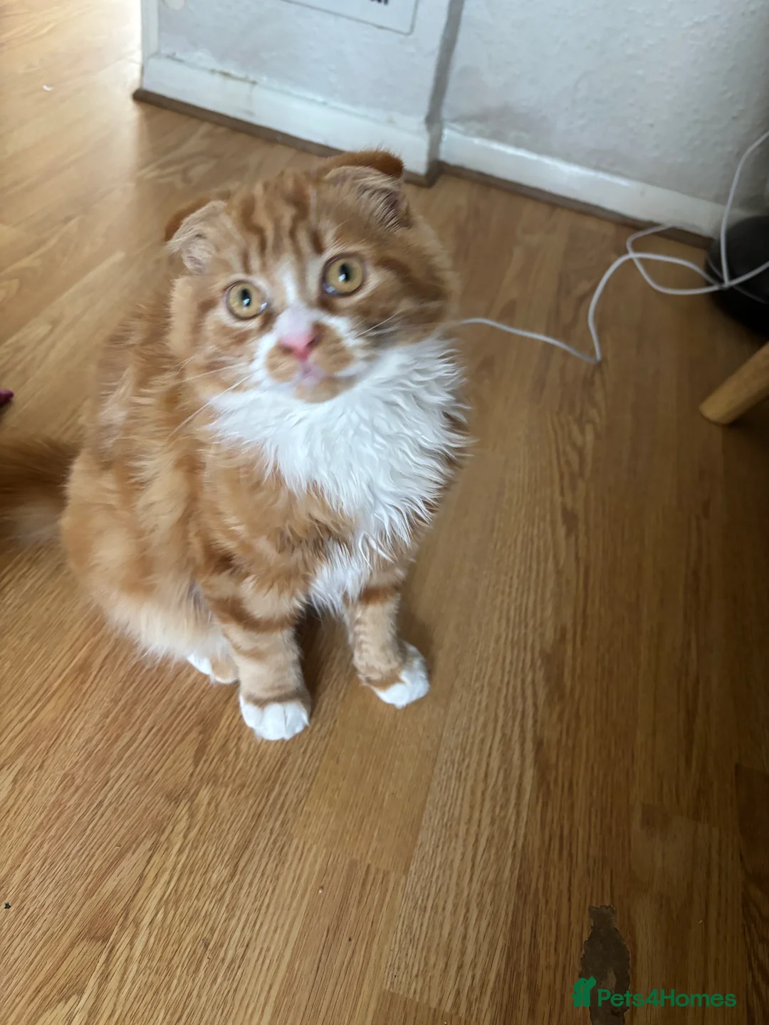 Scottish Fold cats for sale: Scottish fold longhair  - Advert 7