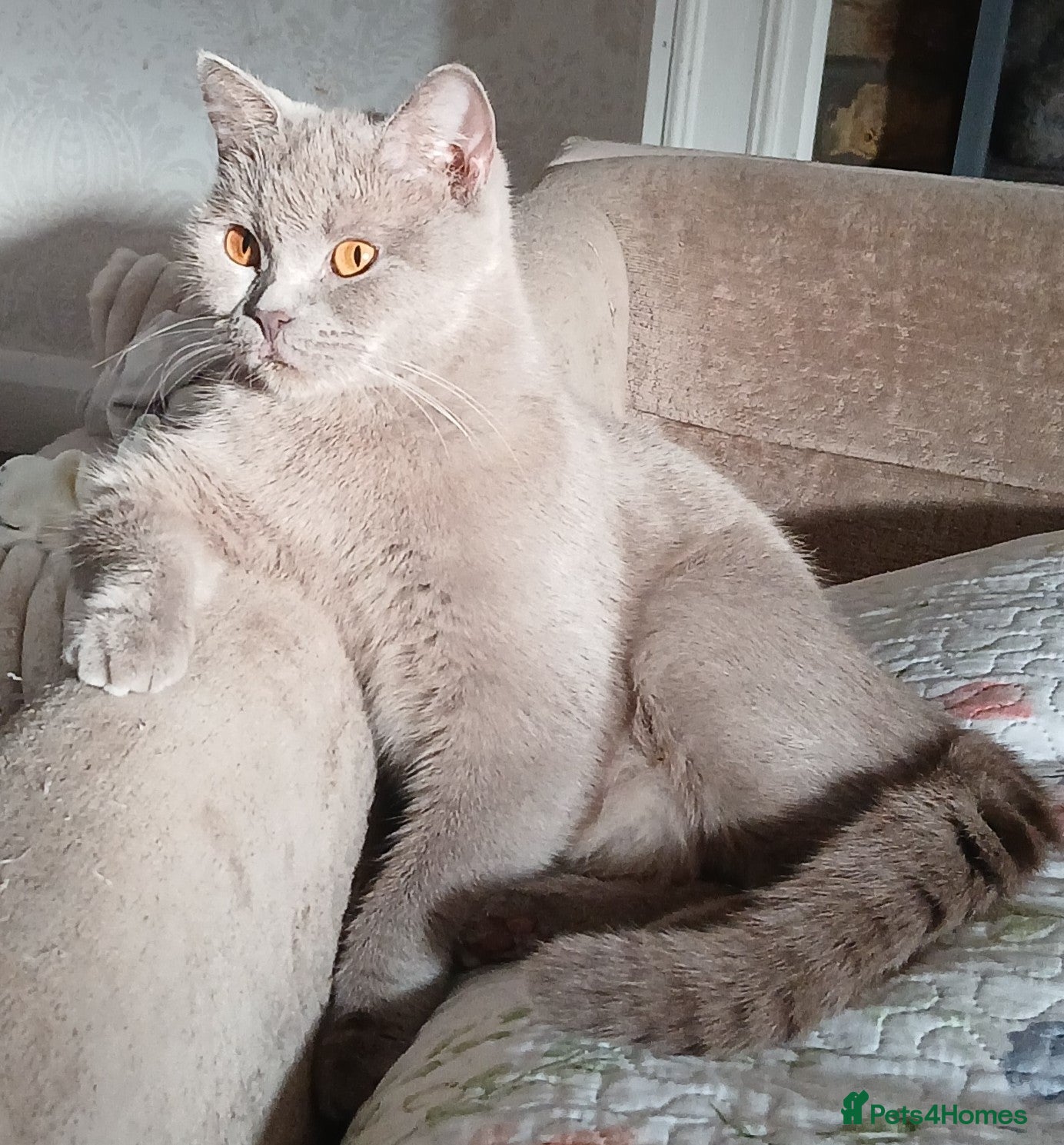 Mixed Breed cats Beautiful Grey Kittens for Sale  - Advert 10