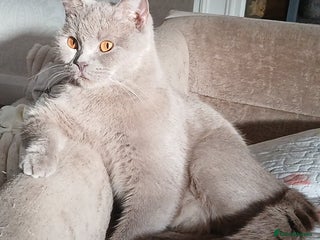 Mixed Breed cats Beautiful Grey Kittens for Sale - Advert 1