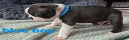Boston Terrier dogs for sale: ⭐️KC registered beautiful Boston terrier puppies - Advert 17