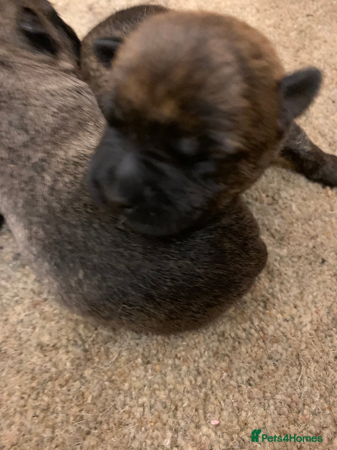 Cairn Terrier dogs for sale: Pure Bred Cairn Terrier puppies  - Advert 6