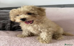 Toy Poodle dogs for sale: Adorable Toy Poodle Puppies READY TO GO!  - Image 2