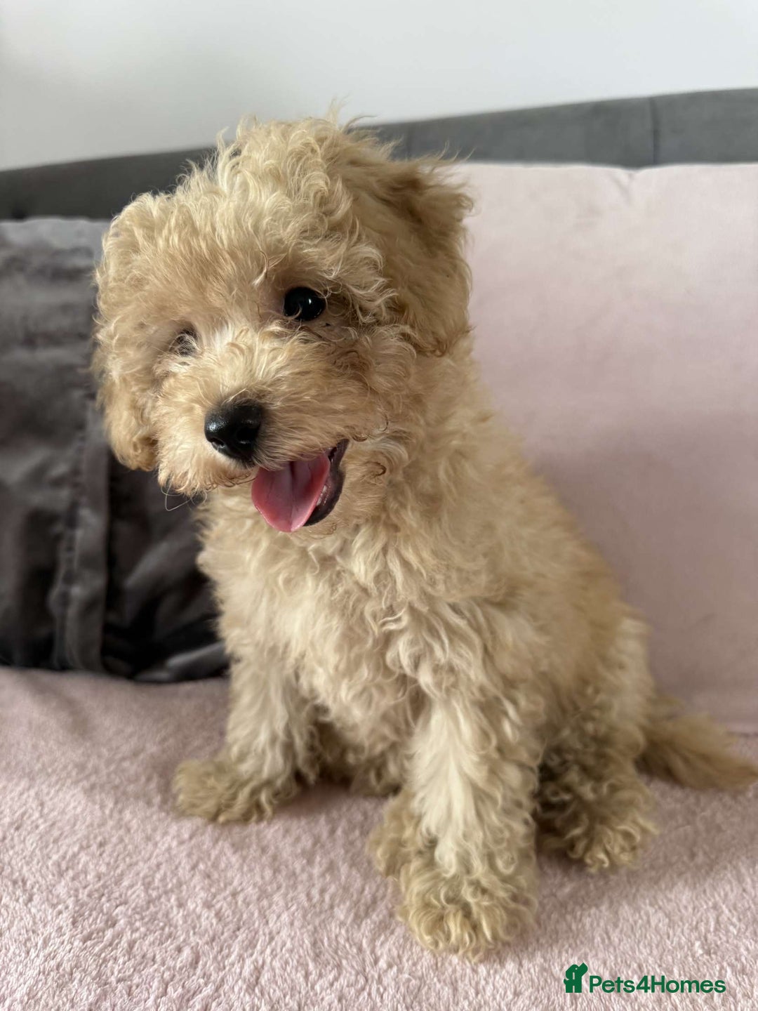 Toy Poodle dogs for sale: Adorable Toy Poodle Puppies READY TO GO!  - Image 2