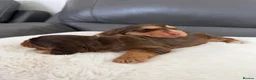 Cocker Spaniel dogs for sale: Show Thayp cocker spaniels - Advert 19
