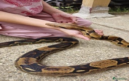 Boa Snake reptiles for sale: Male Boa  - Image 1