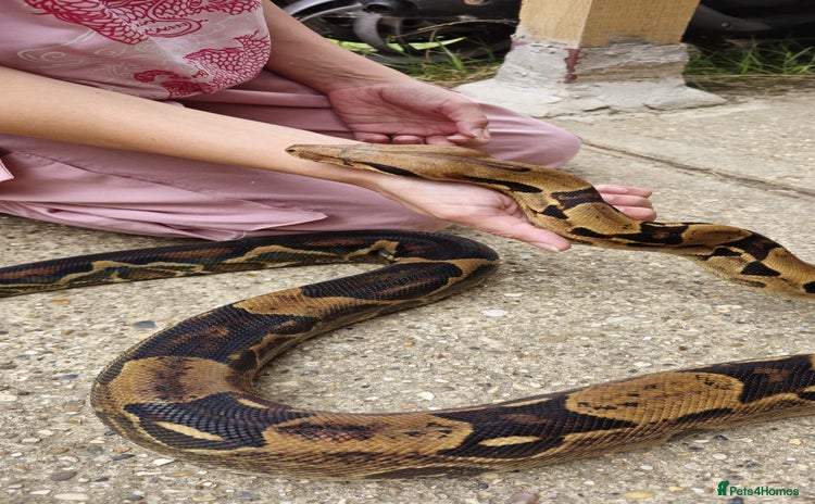 Boa Snake reptiles - Advert 1