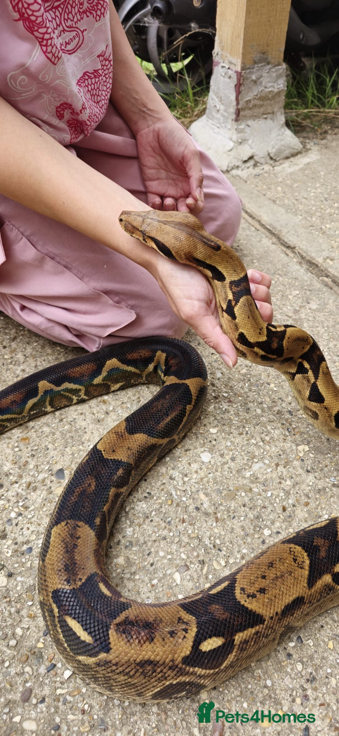 Boa Snake reptiles for sale: Male Boa  - Image 1