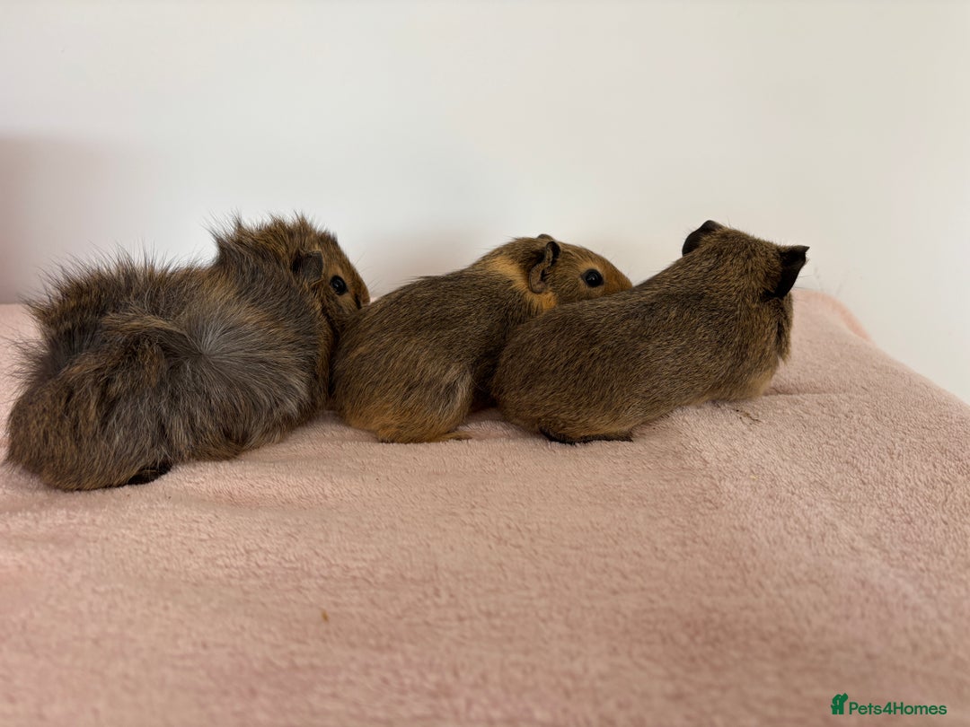 Guinea Pig rodents for sale: Ready now 3 gorgeous piggies handled daily 🐾  - Image 4