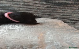 Jackapoo dogs for sale: Beautiful Jackapoos puppies - Advert 16