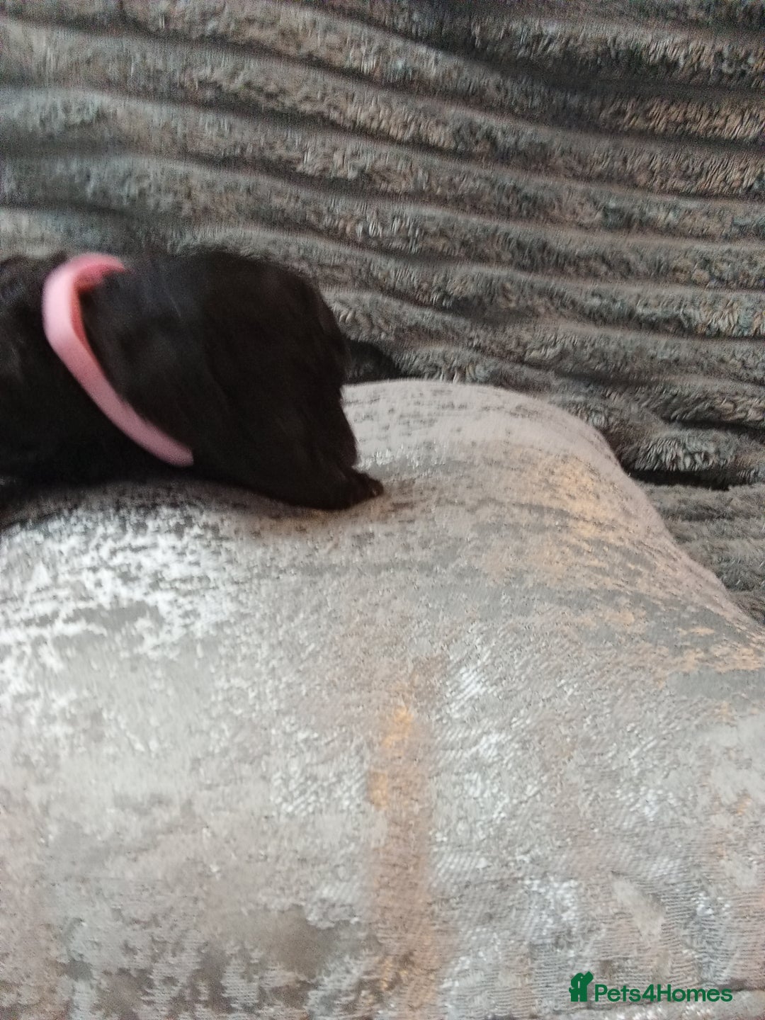 Jackapoo dogs for sale: Beautiful Jackapoos puppies - Advert 16