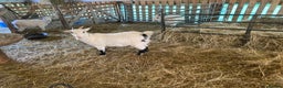 Goats livestock for sale: Flock of Pigmy goats for sale - Advert 3