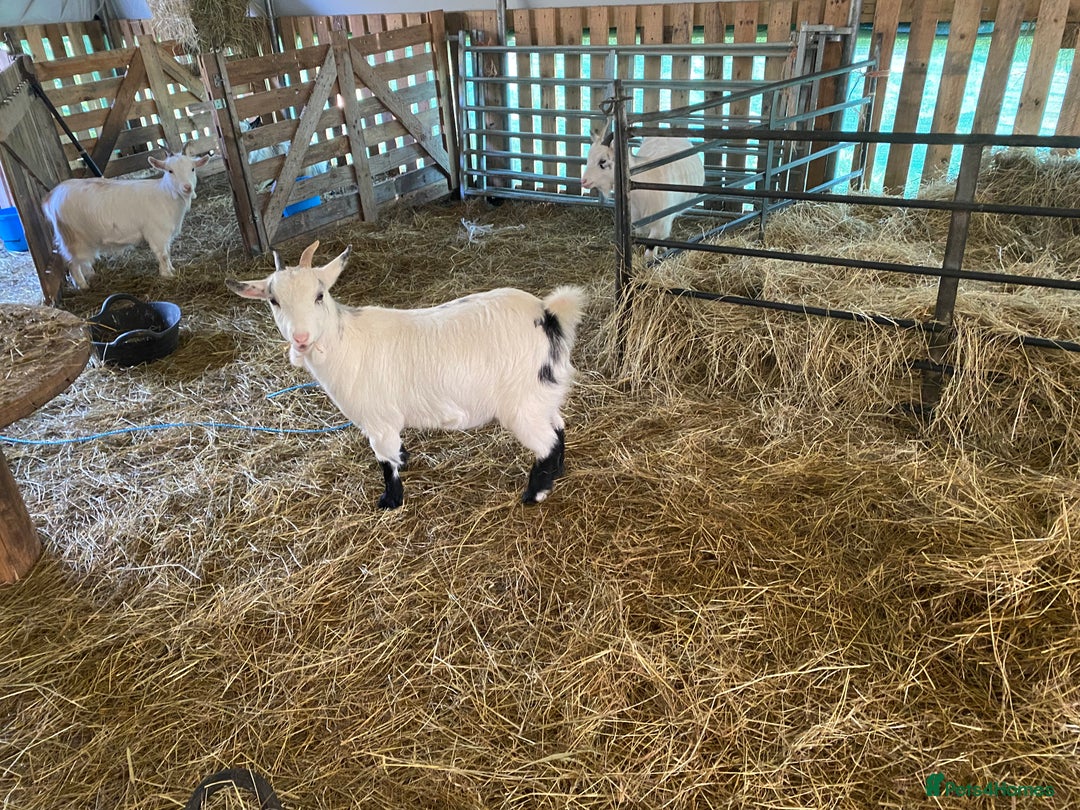 Goats livestock for sale: Flock of Pigmy goats for sale - Advert 3