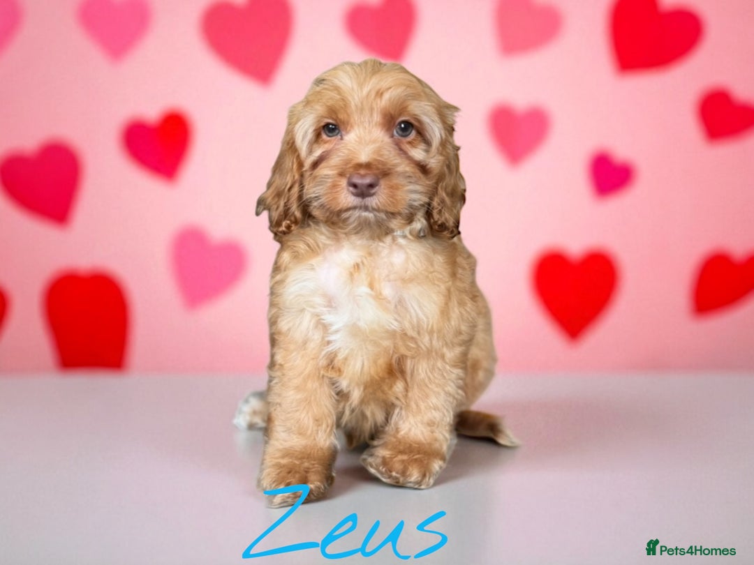 Cockapoo dogs for sale: ⭐️REDUCED⭐️READY NOW⭐️beautiful DNA clear F1 - Image 8