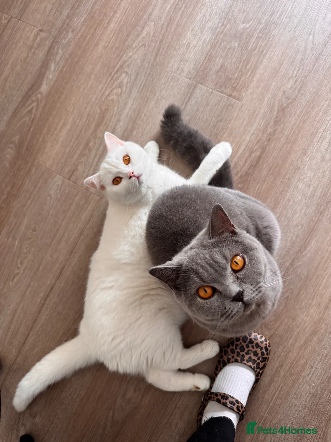 British Shorthair cats for sale: BSH pair  - Advert 1
