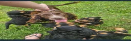 Cocker Spaniel dogs for sale: Cocker spaniel puppies - Advert 1