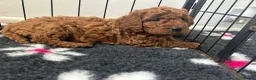 Cavapoo dogs for sale: Outstanding Teddy Bears  - Advert 11
