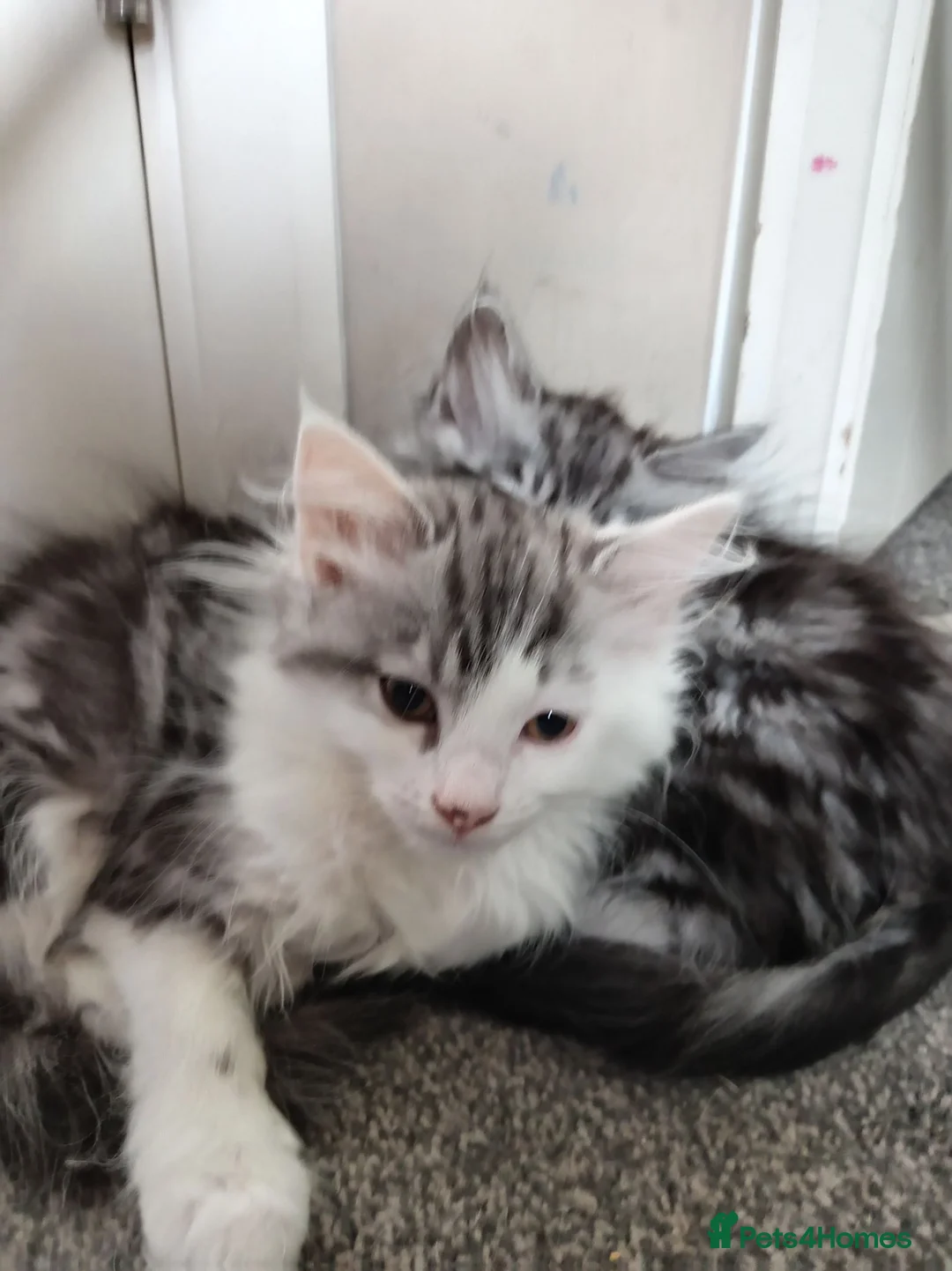 Mixed Breed cats for sale: Mixed race norwigen forest kittens!  - Advert 6