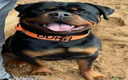 Rottweiler dogs for stud: Outstanding Rottweiler for STUD - Image 3