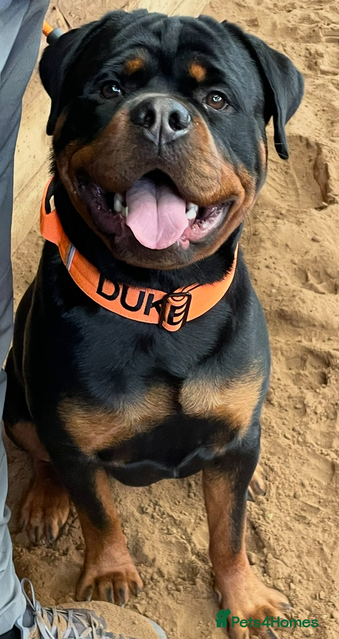 Rottweiler dogs for stud: Outstanding Rottweiler for STUD - Image 3
