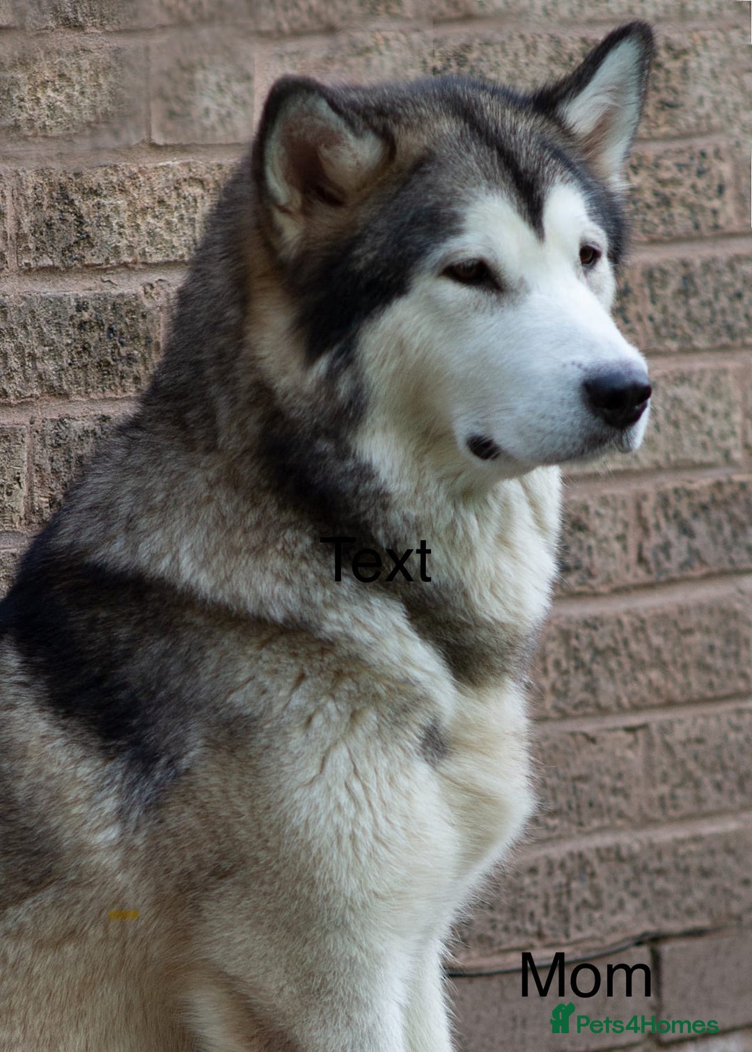 Alaskan Malamute dogs for sale: 🌟Beautiful pure malamutes💯 - Image 9