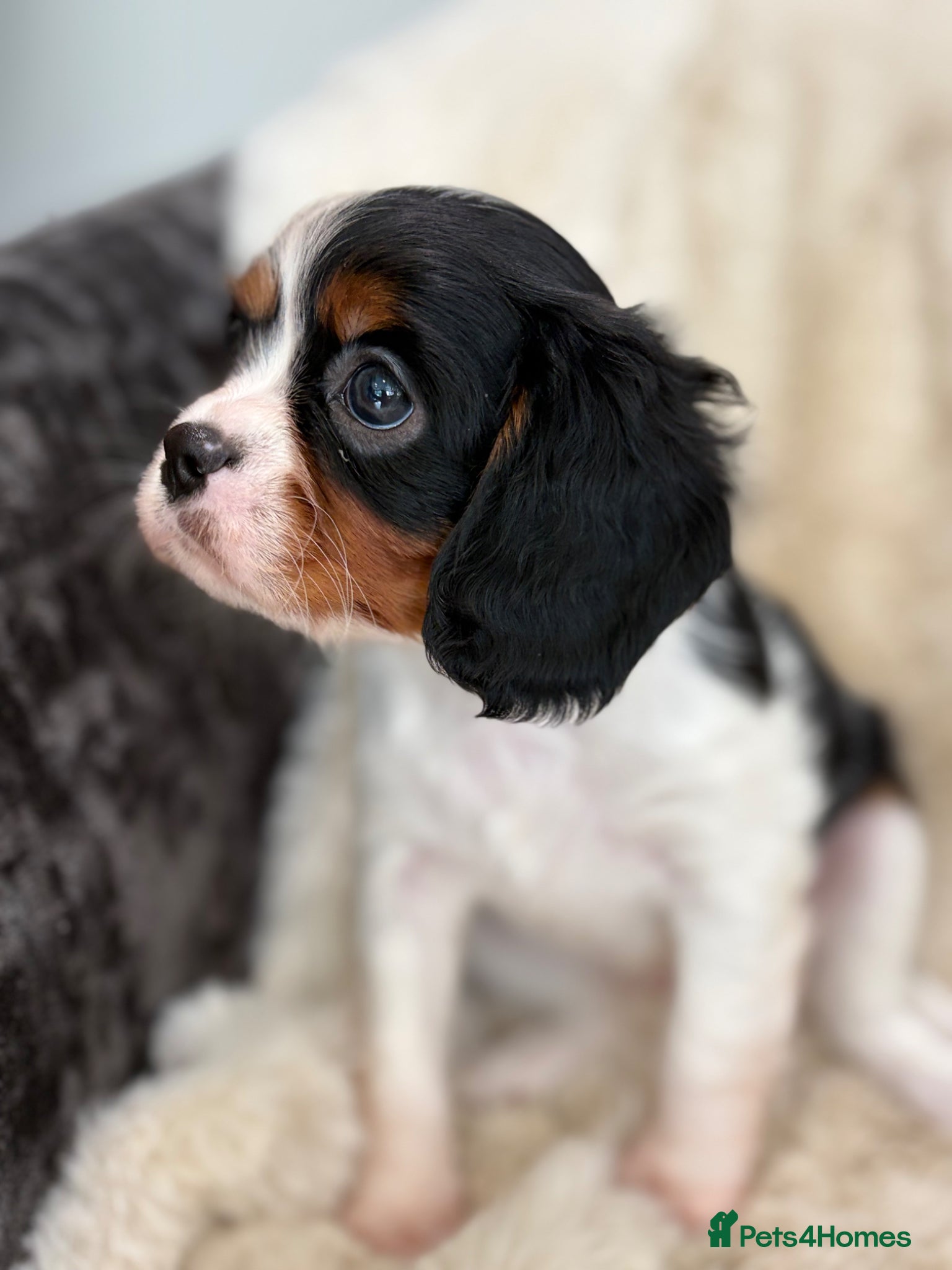 Cavalier King Charles Spaniel dogs Health tested cavalier pups  - Advert 2