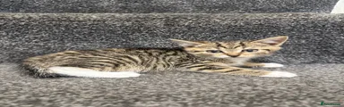 Domestic Shorthair 2