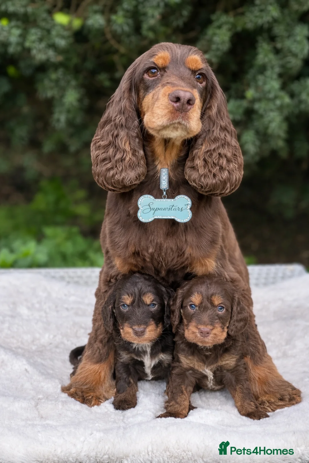 Cockapoo dogs for sale: Fabulous F1 cockapoos  in Doncaster - Advert 2