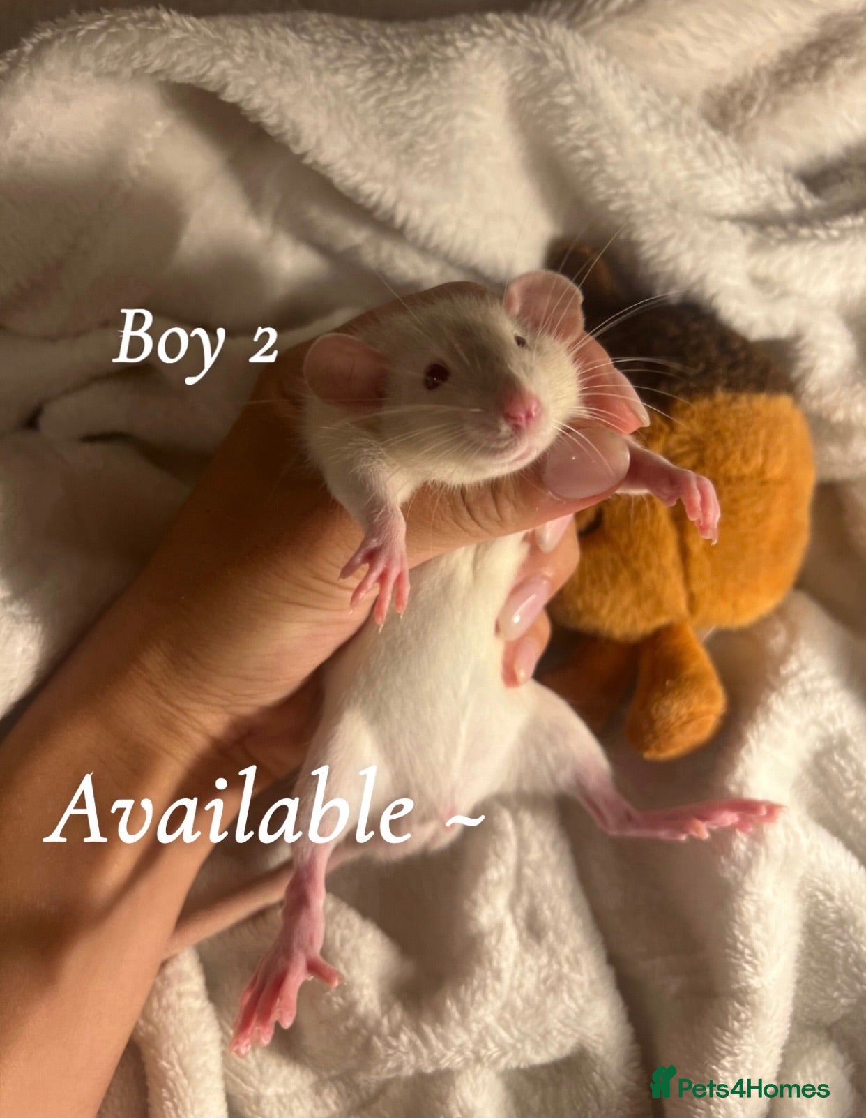 Rat rodents Baby rats  - Advert 1