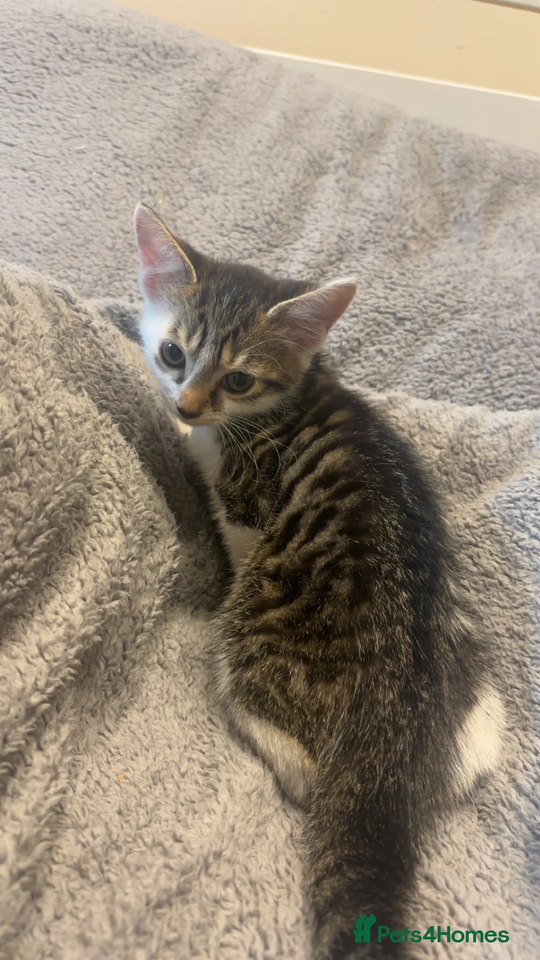 Mixed Breed cats for sale: 10 week old kitten for sale  in Kettering - Advert 1