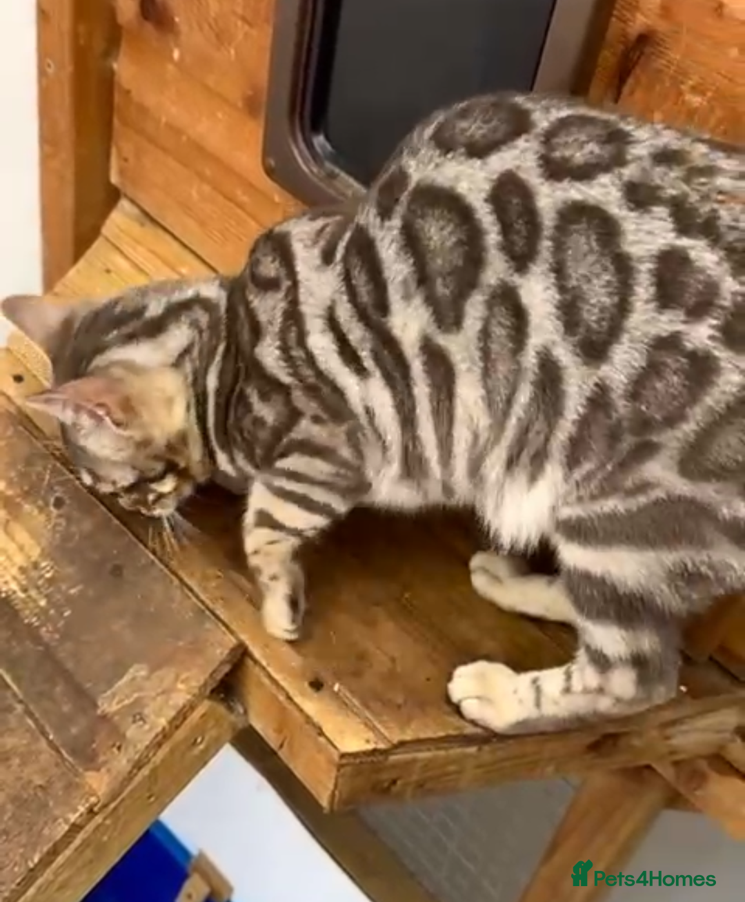 Bengal cats for sale: BENGAL - 1 MALE SEAL LYNX KITTEN AVAILABLE - Advert 6