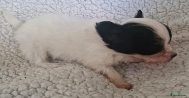 Papillon dogs - Advert 2
