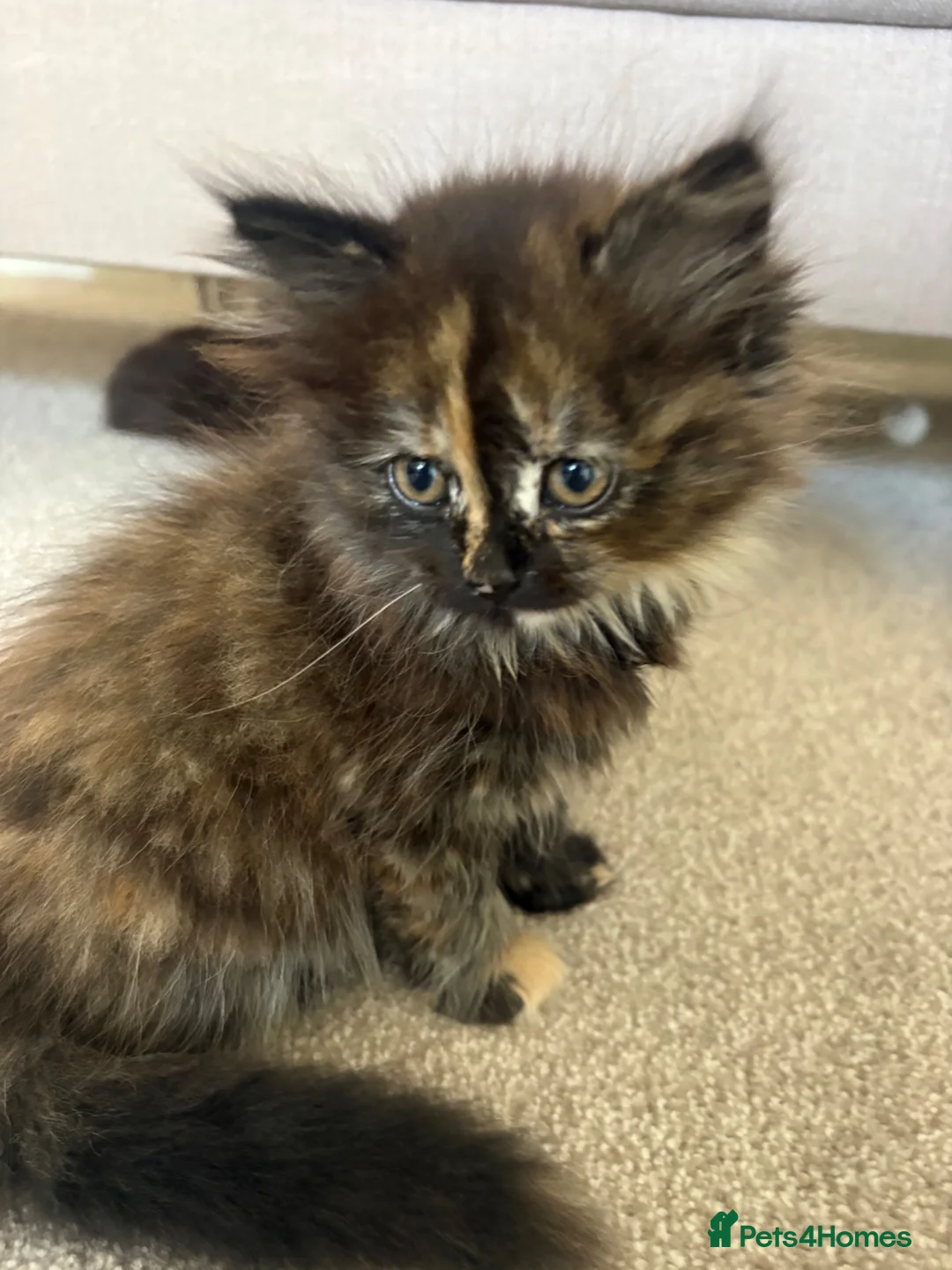 Mixed Breed cats for sale: Fluffy kittens finger and mixed  - Advert 9